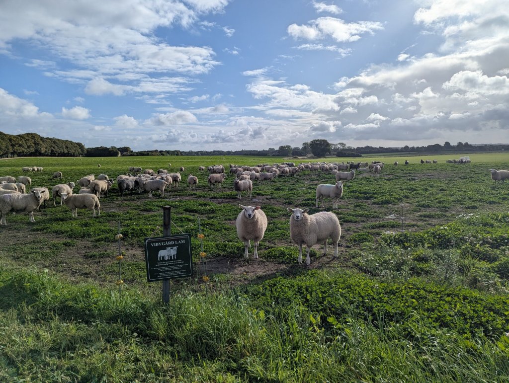 Fårflock på en betesmark vid Herfølge med en skylt där det står Vibygård Lam.